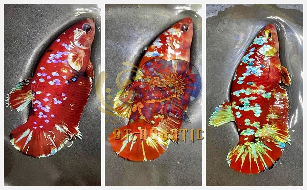 Live Betta Fish HMPK Female Koi Galaxy Red Gold for Sorority/Breed