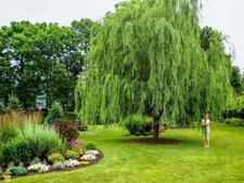 Weeping Willow Tree ( salix ) - 3-4 Feet Tall - ( 2.5 QT )