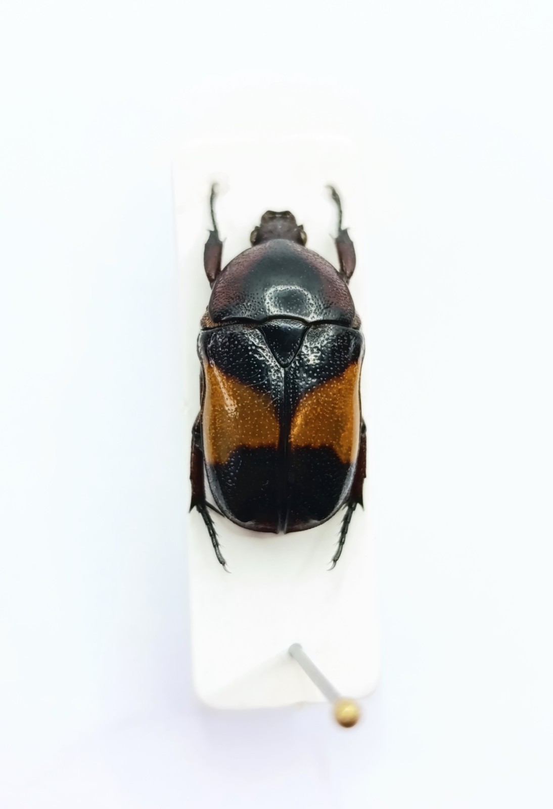 Entomology Taxidermy : Cetoniinae,  Ssp. 17mm+/-. A1
