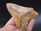A17,   BEAUTIFUL  4" ,   MEGALODON SHARK TOOTH, BEST VALUE MEGS ,U.K