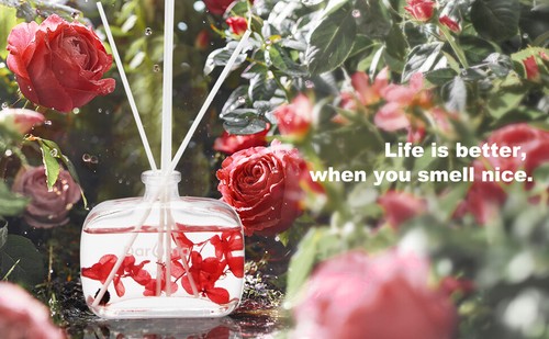 Reed Diffuser Set with Sticks, Daroma Dry Flower Aromatherapy for Home & Office. - 第 50/50 張圖片