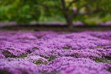 1000 CREEPING THYME SEEDS  SALE FREE SHIPPING NON GMO HEIRLOOM