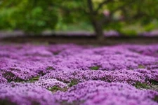 1000 CREEPING THYME SEEDS | SALE FREE SHIPPING NON GMO HEIRLOOM
