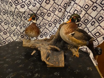 Twin Wood Duck (Aix Sponsa) Beautiful And Colorful Plumage, On Drift Wood Mount