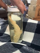 Preserved shark pup specimen