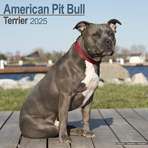 American Pit Bull Terrier Calendar 2025 Square Dog Breed Wall Calendar