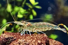 10+1 Amano Shrimp Live Freshwater Shrimp Aquarium Inverts Caridina Algae Eating