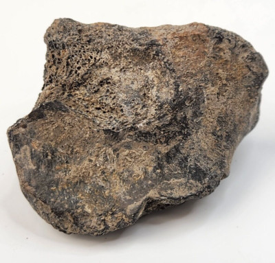 Unidentified Dinosaur Bone Fossil - Hell Creek Fm. - Wibaux Co., MT - Cretaceous