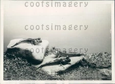 1935 Mud Skipper Amphibians Shedd Aquarium Chicago Press Photo