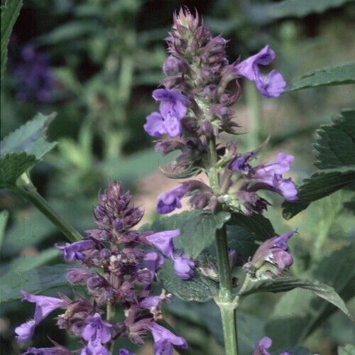 Greek Catmint - Nepeta parnassica - 5+ seeds - Graines - Samen - F 213 - Picture 1 of 1