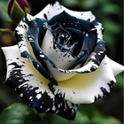 20pcs Rare Black & White Rose Seeds Non Gmo Heirloom Garden