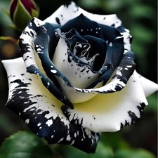 20pcs Rare Black  White Rose Seeds Non GMO Heirloom Garden