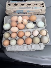 12  BYM hatching eggs