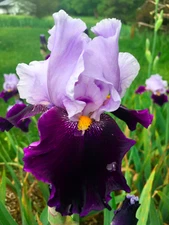 Habit - Set of 3 rhizomes - German Tall Bearded Iris - 34" tall!