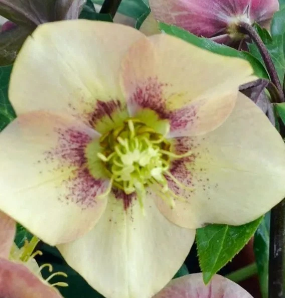 Hellebore Sandy Shores:Established Gal Size, Healthy root system/foliage intact - Image 2 of 4