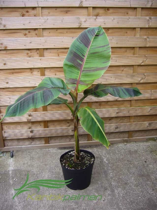 Bananenpflanze online kaufen | eBay.de