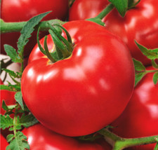 BEEFSTEAK TOMATO SEEDS 150 "DELICIOUS" large VARIETY vegetable GARDEN free SHIP