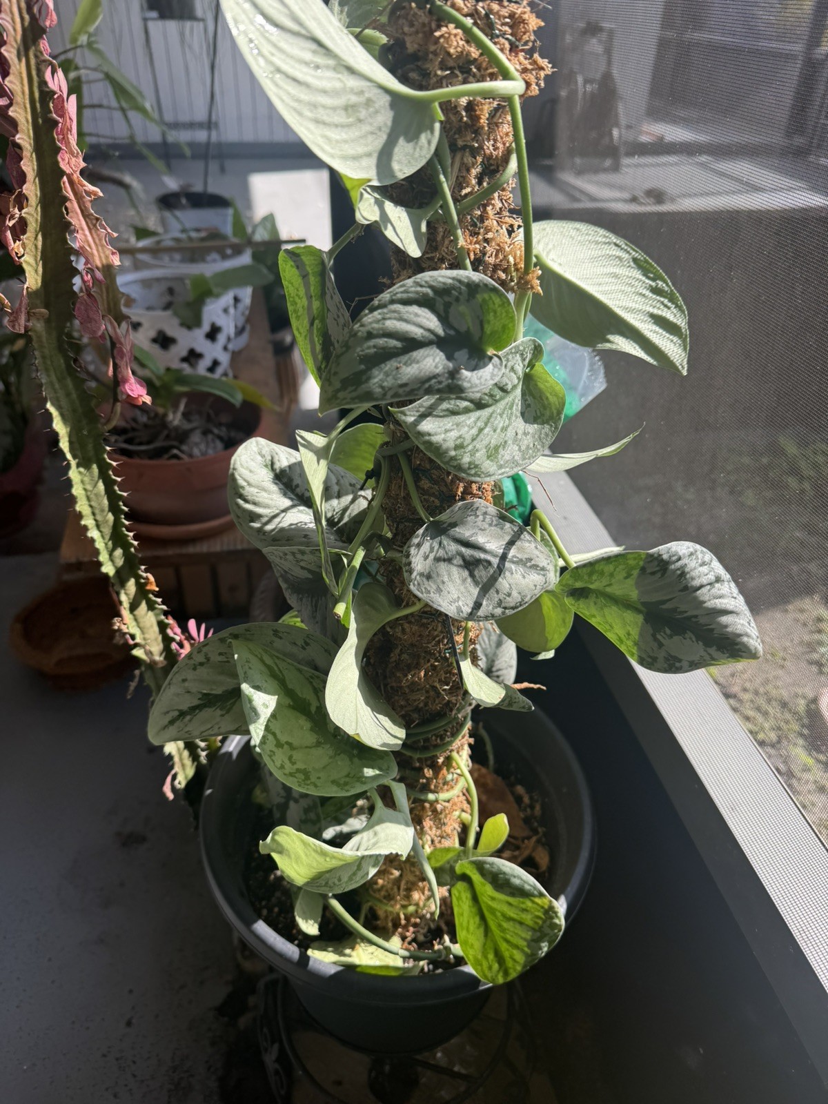 Silver Satin Pothos | Scindapsus Pictus Exotica | Live plant 3-4 leaves rooted