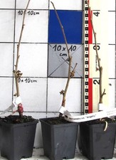 Zaubernuß ,hellgelbe neuere sehr kompakte Sorte "Angelly"  -  veredelte Pflanze