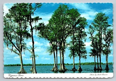 Vintage Photochrome Cypress Trees Postcard by Dexter Press Florida