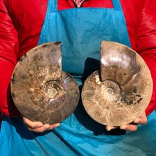 6.42LB 2pcs Natural Whole Ammonite Fossilized Crystal Mineral Specimen Healing