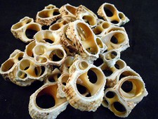 12 Center Cut Gold Mouth Turbo Shells Craft 1 1/2"-2" Beach Nautical Seashells