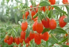 Goji Berry ( lycium barbarum )  - Live Plant - ( 1 QT )