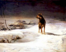Lone Wolf in Winter Night  6 by Alfred von Kowalski-Wierusz 11 x 14