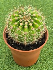 Echinopsis oxygona - Easter Lily Cactus - 7 Cm Pot.