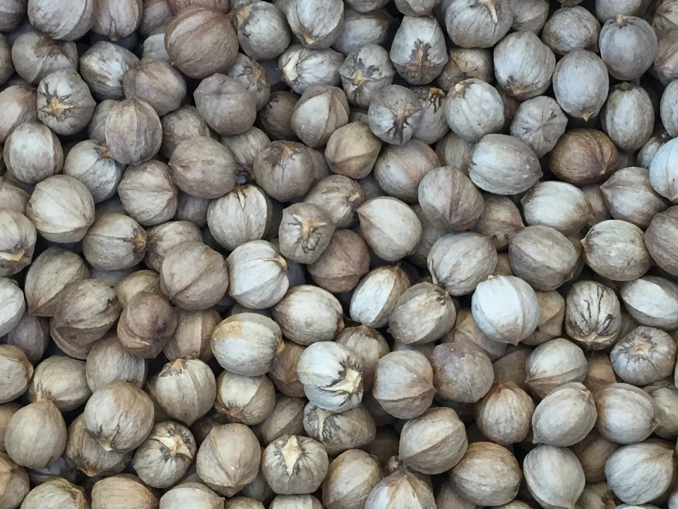 Nueces de nogal americano Shagbark orgánicas de 1,5 libras 2025 Hot Springs National Park Arkansas Foto 2 de 4