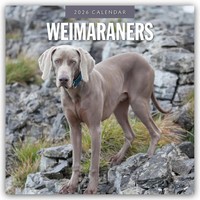 Red Robin | Weimaraners 2026 Square Wall Calendar | Taschenbuch | Englisch