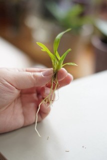 Oncidium Orchid Baby Terrarium plant