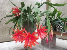 4 Epiphyllum Orange Swirl Orchid Cactus (Epiphyllum) 7-8" cuttings