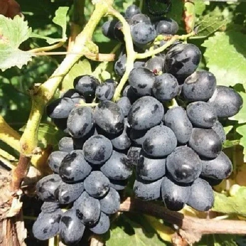 KISHMISH ATTIKA GRAPE VINE- 5 unrooted cuttings for rooting or grafting,imported