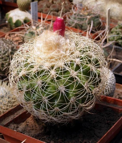Discocactus araneispinus MH 733, seeds 10 pcs