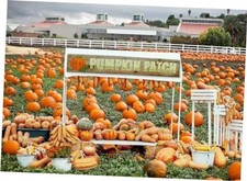 7x5 FT Fall Pumpkin Photography Backdrop Autumn Pumpkin Patch Harvest Fall3