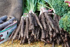 Black Salsify, Scorzonera, NON-GMO, Black Oyster Plant, Goat's Beard, FREE SHIP