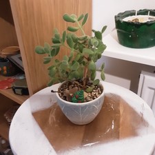 Bear’s Paw Succulent Fresh Stem Cutting – Cotyledon tomentosa