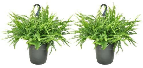 Costa Farms Home Décor Premium Direct stock discount Live Fern 2 Boston Basket Hanging Be super welcome