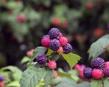 1 JEWEL - Live Black Raspberry Plant - Self Fertile - All Natural Grown 