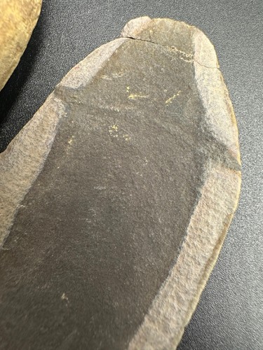 Tullimonstrum gregarium fossil - Carboniferous - Illinois - counter slab - rare - Picture 3 of 6