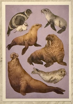Various Seals Walrus Sea Lion Illustration Postcard PC860 Ephemera Wall Decor