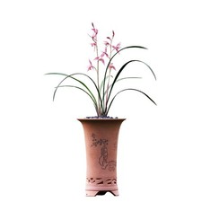 Cymbidium Orchid Ensifolium Major Red     , extra fragrant Red flowers