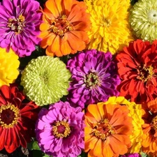 Zinnia Seeds TALL MIX LANDSCAPER'S Pack Bulk Heirloom elegans Non-GMO 500 Seeds!