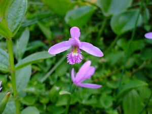 200 Seeds Rose Pogonia . Native . 200 Seeds Rose Pogonia . Native .