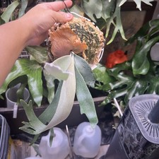 Platycerium willinckii Omg*little Cloud