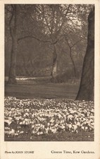Crocus Time Kew Gardens von John Stone Postkarte (H573)
