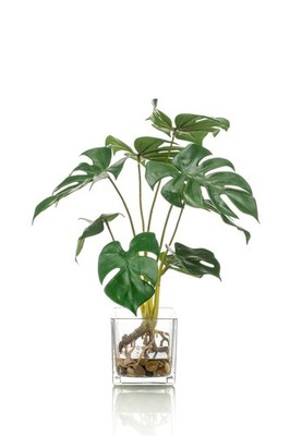 artplants Deko Philodendron Monstera Deliciosa PAVONIS im Glastopf, 40cm