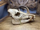 Babiroussa (Babyrousa sp.) – Crâne complet de qualité muséale – Défenses !