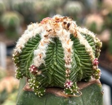 50 FRESH SEEDS,26.1.Cactus...ritteri f. inter...
